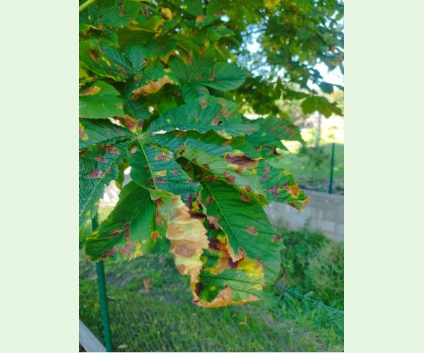 Antraknóza pagaštanová