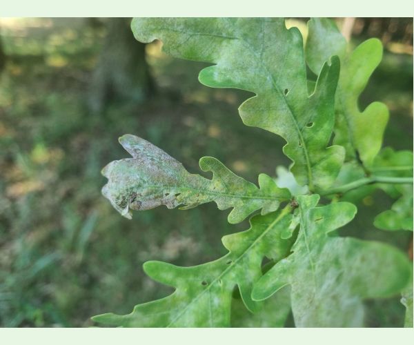 Drobnomúčka dubová