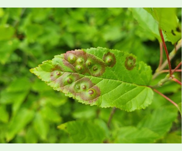Hrčiarka Oligotrophus szepligetii