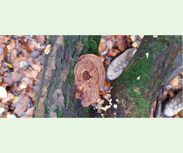 Sieťkovček červenkastý