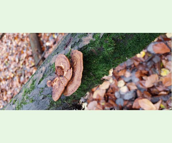 Sieťkovček červenkastý