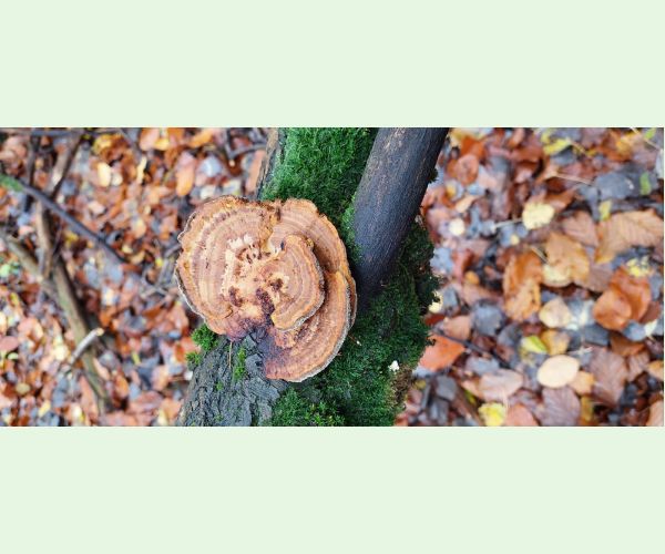 Sieťkovček červenkastý