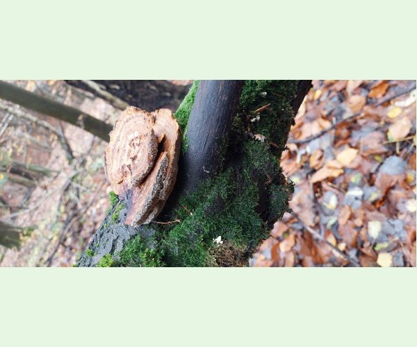 Sieťkovček červenkastý