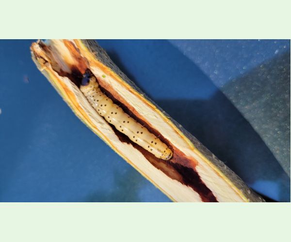 Drevotoč hruškový