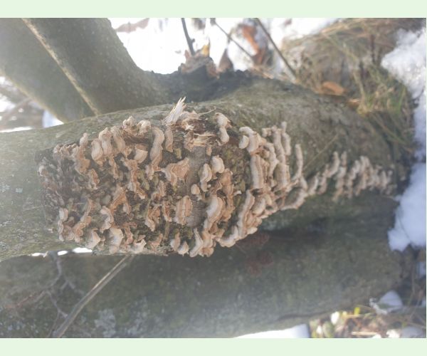 Kožnačka hrdzavohnedá