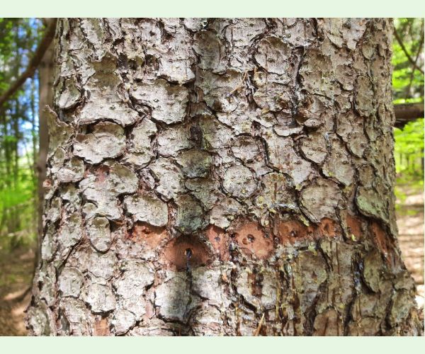 Krúžkovanie stromov - ďateľ