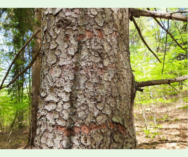 Krúžkovanie stromov - ďateľ