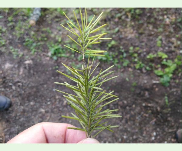 Sypavka švajčiarska