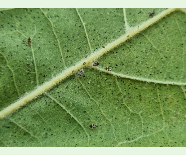 Sietnička platanová