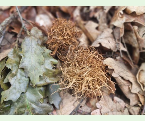 Hrčiarka Andricus caputmedusae