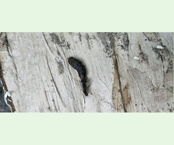 Mníška veľkohlavá