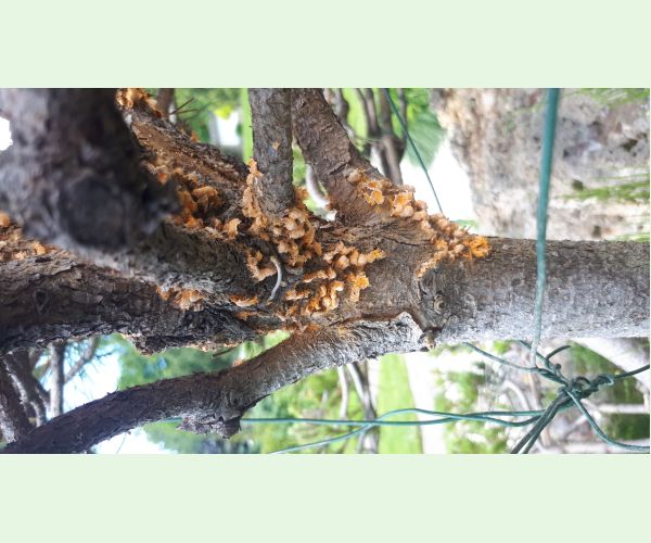 Hrdza Cronartium flaccidum