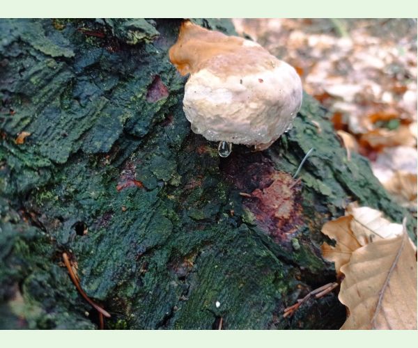 Práchnovček pásikavý