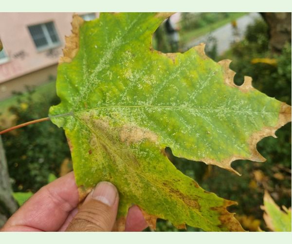 Sietnička platanová