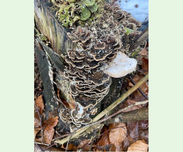 Trúdnikovec pestrý