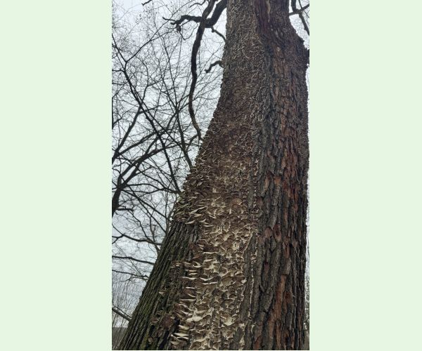 Trúdnikovec zamatový