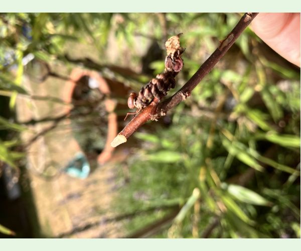 A - This species is not in the database yet