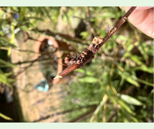 A - This species is not in the database yet