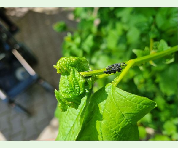 Voška Aphis viburni