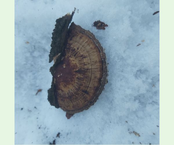 Sieťkovček červenkastý