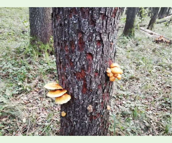 Šupinovka šupinatá