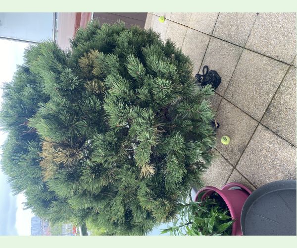 Sypavka borovíc hnedá