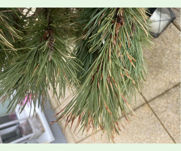 Sypavka borovíc hnedá