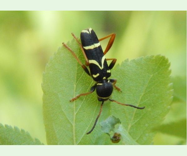 Fuzáč Clytus arietis
