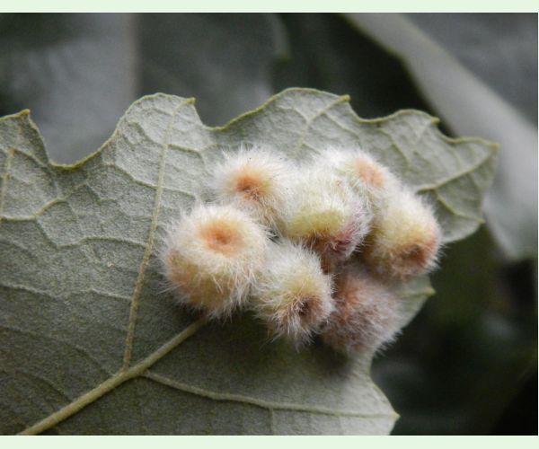 Hrčiarka Neuroterus lanuginosus