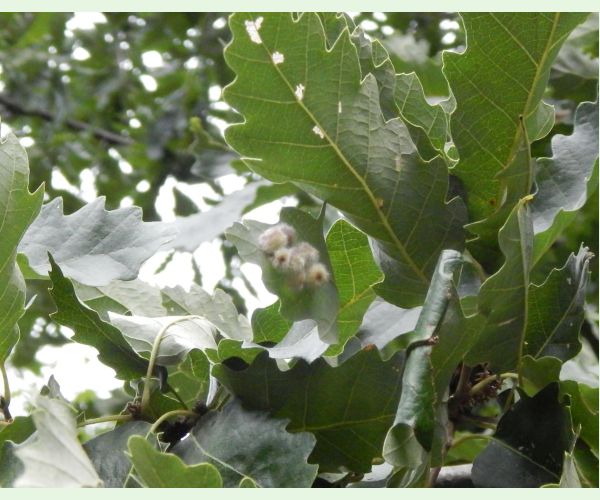 Hrčiarka Neuroterus lanuginosus