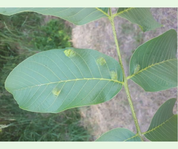 Roztoč Aceria erinea