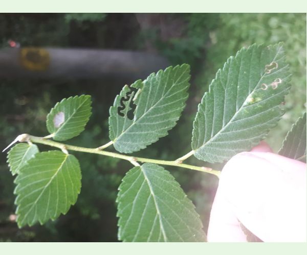 Ploskanka Aproceros leucopoda