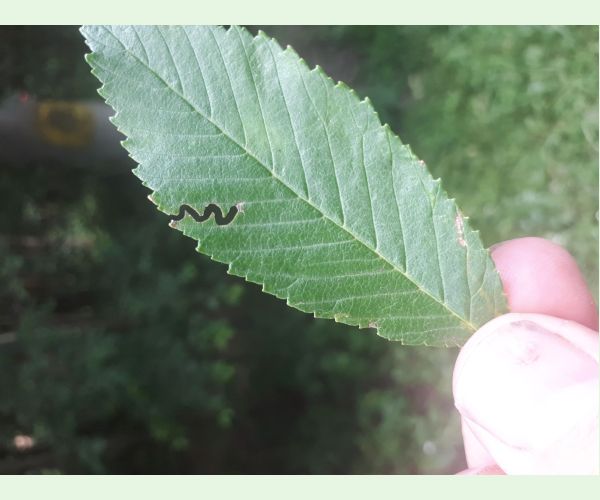 Ploskanka Aproceros leucopoda