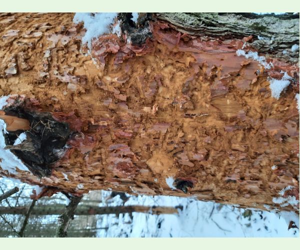 Fuzáč smrekovcový