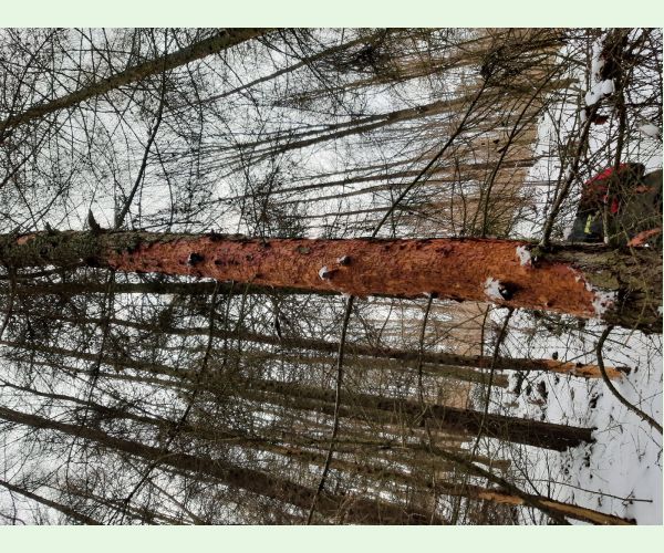 Fuzáč smrekovcový