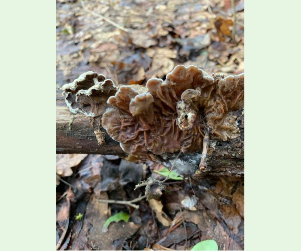 Trúdnikovec chlpatý