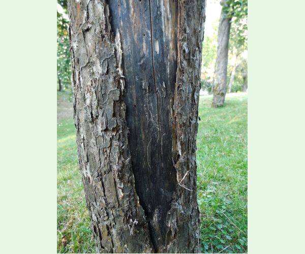 Podkôrnik slivkový