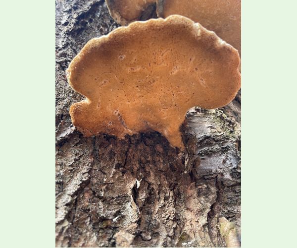 Trúdnikovec zamatový