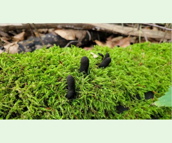 Drevnatec kyjakovitý