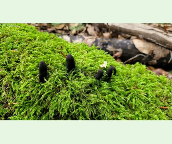 Drevnatec kyjakovitý