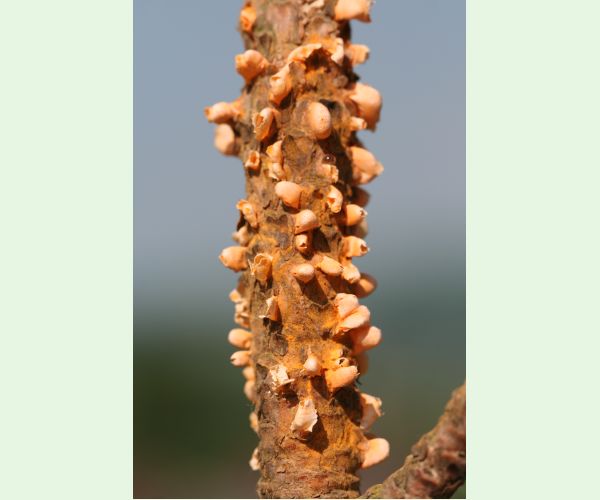 Hrdza Cronartium flaccidum