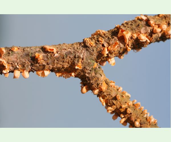 Hrdza Cronartium flaccidum