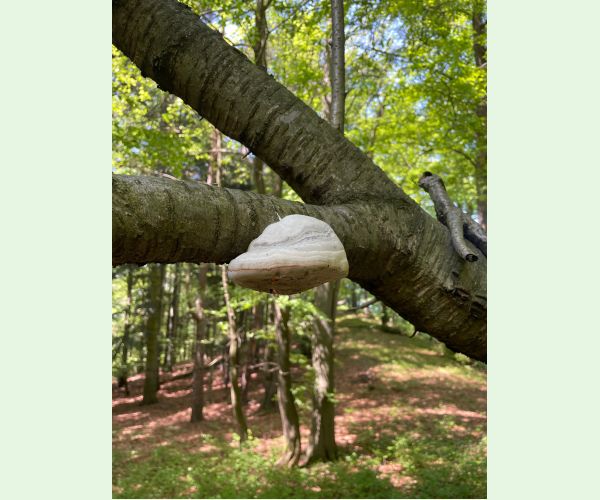 Práchnovec kopytovitý