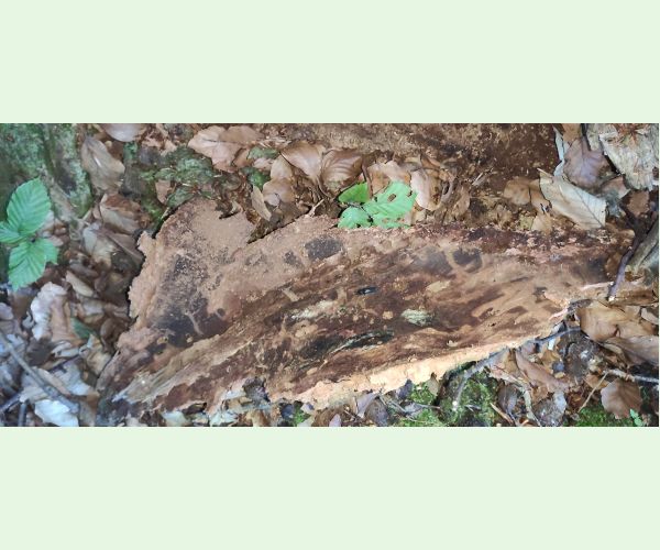 Kováčikovité Elateridae