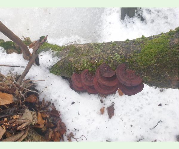 Sieťkovček červenkastý