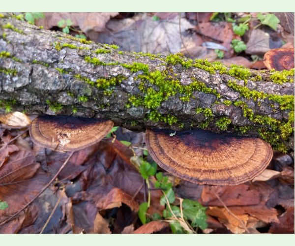 Sieťkovček červenkastý