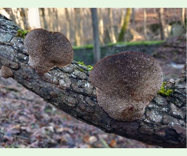 Sieťkovček červenkastý