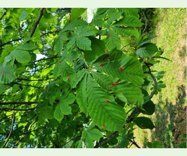 Ploskáčik pagaštanový