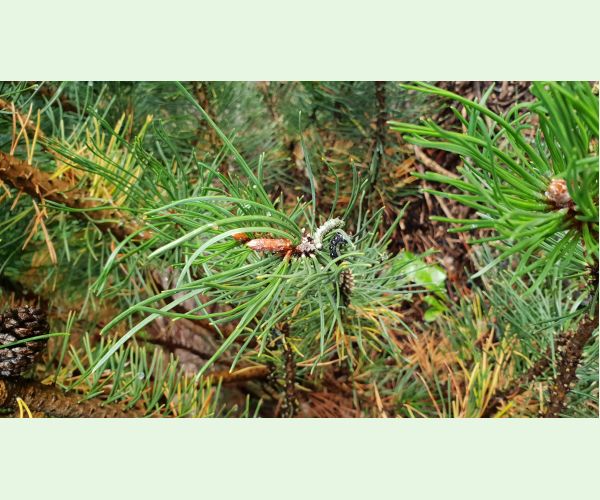 Hrebenárka hrdzavá