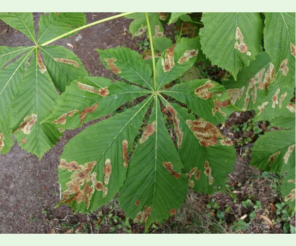 Ploskáčik pagaštanový